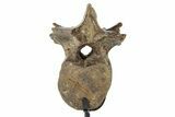 Dinosaur (Thescelosaurus?) Caudal Vertebra w/ Stand - Montana #245946-2